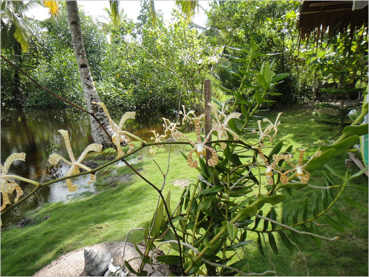 surfcamp-orchid